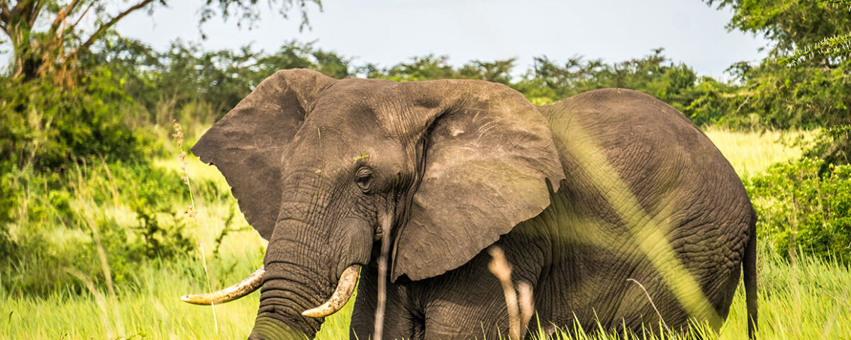 Can I See the Big Five in Uganda?