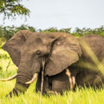 Can I See the Big Five in Uganda?