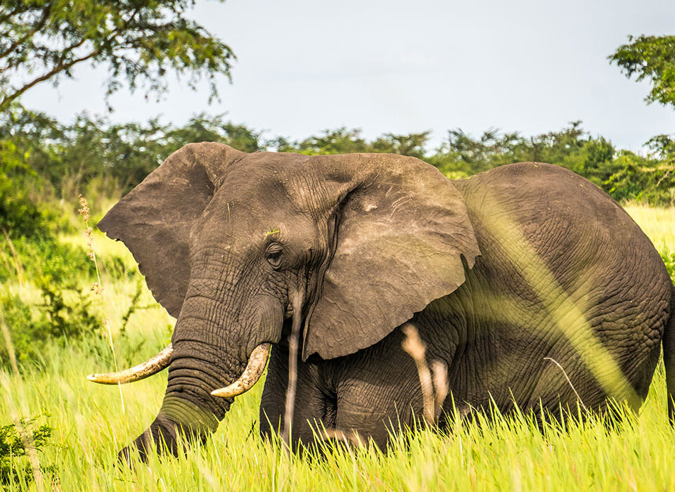 Can I See the Big Five in Uganda?