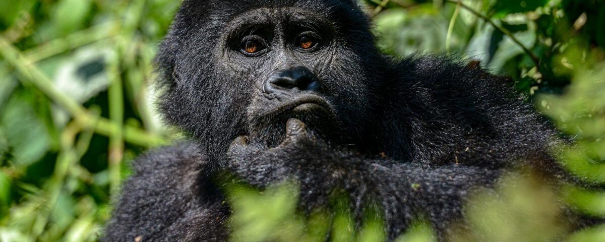 What is the safest country for gorilla trekking?