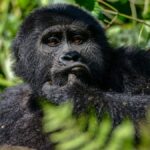 What is the safest country for gorilla trekking?