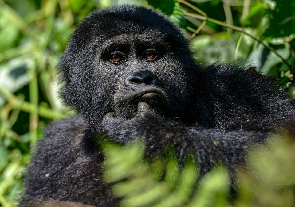 What is the safest country for gorilla trekking?