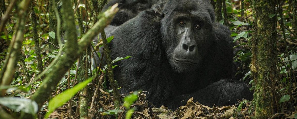 How Difficult Is Gorilla Trekking in Rwanda?