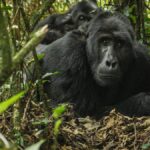 How Difficult Is Gorilla Trekking in Rwanda?