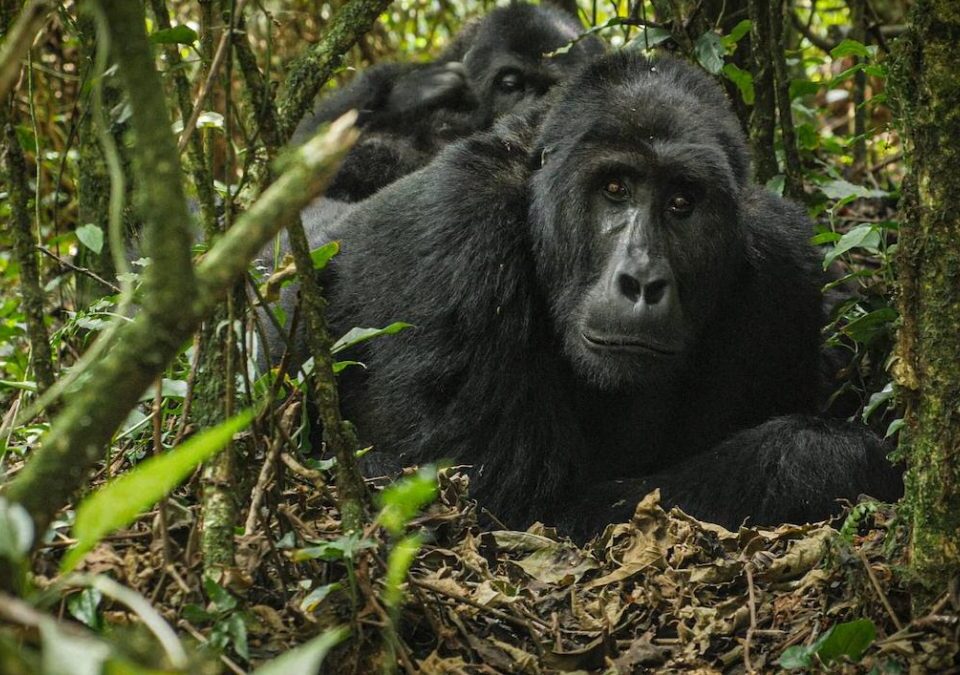 How Difficult Is Gorilla Trekking in Rwanda?