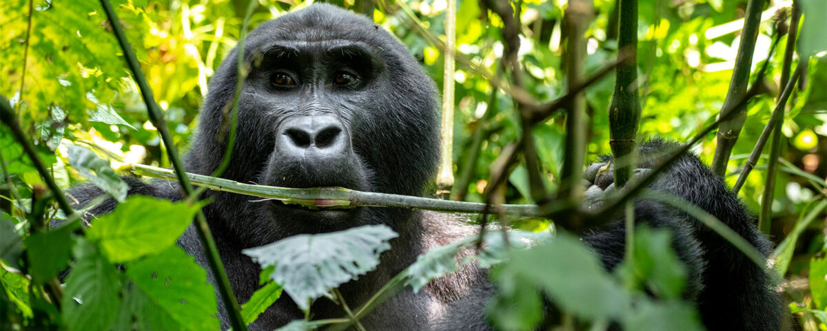 Can I Combine Gorilla Trekking with Other Activities?