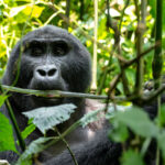 Can I Combine Gorilla Trekking with Other Activities?