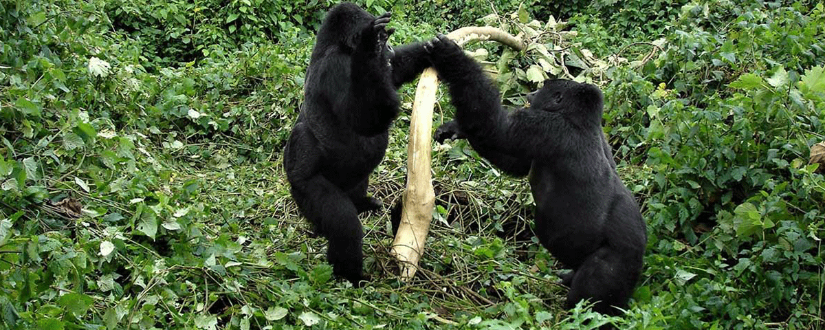 What is the minimum age for gorilla trekking?