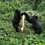 What is the minimum age for gorilla trekking?