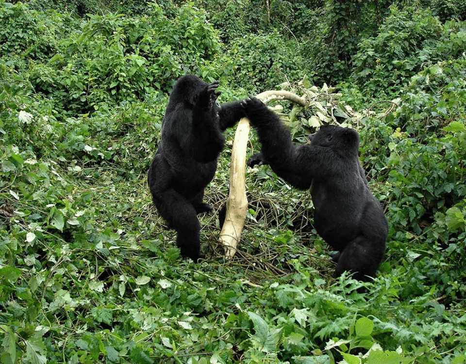 What is the minimum age for gorilla trekking?
