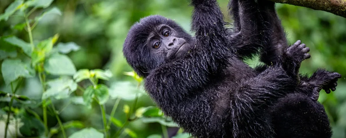 How Long Is the Trek to See Gorillas in Rwanda?
