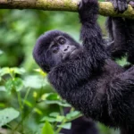 How Long Is the Trek to See Gorillas in Rwanda?