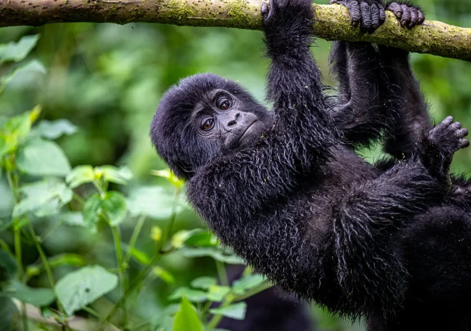 How Long Is the Trek to See Gorillas in Rwanda?