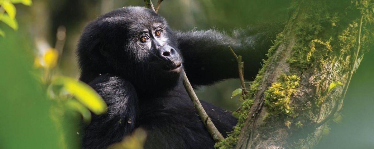 What Is the Cheapest Way to Go Gorilla Trekking?