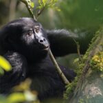 What Is the Cheapest Way to Go Gorilla Trekking?