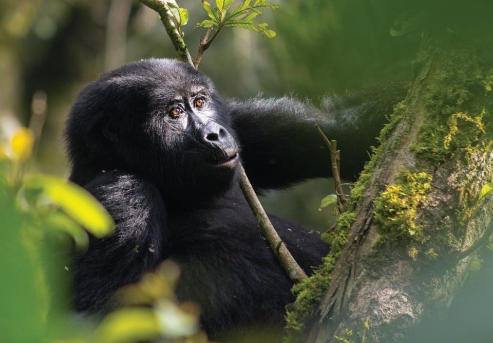 What Is the Cheapest Way to Go Gorilla Trekking?