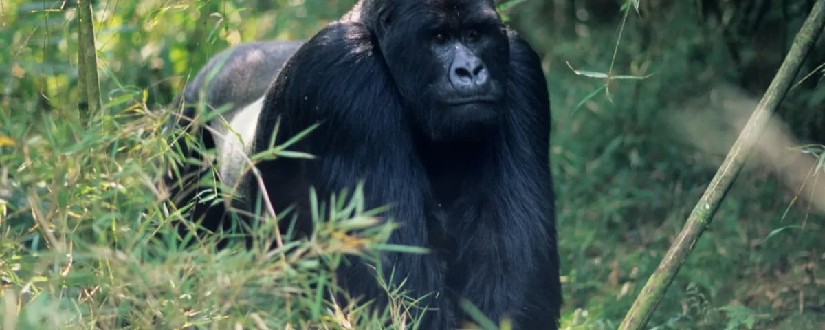 Are There Any Entry Fees for Uganda National Parks?