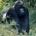 Are There Any Entry Fees for Uganda National Parks?