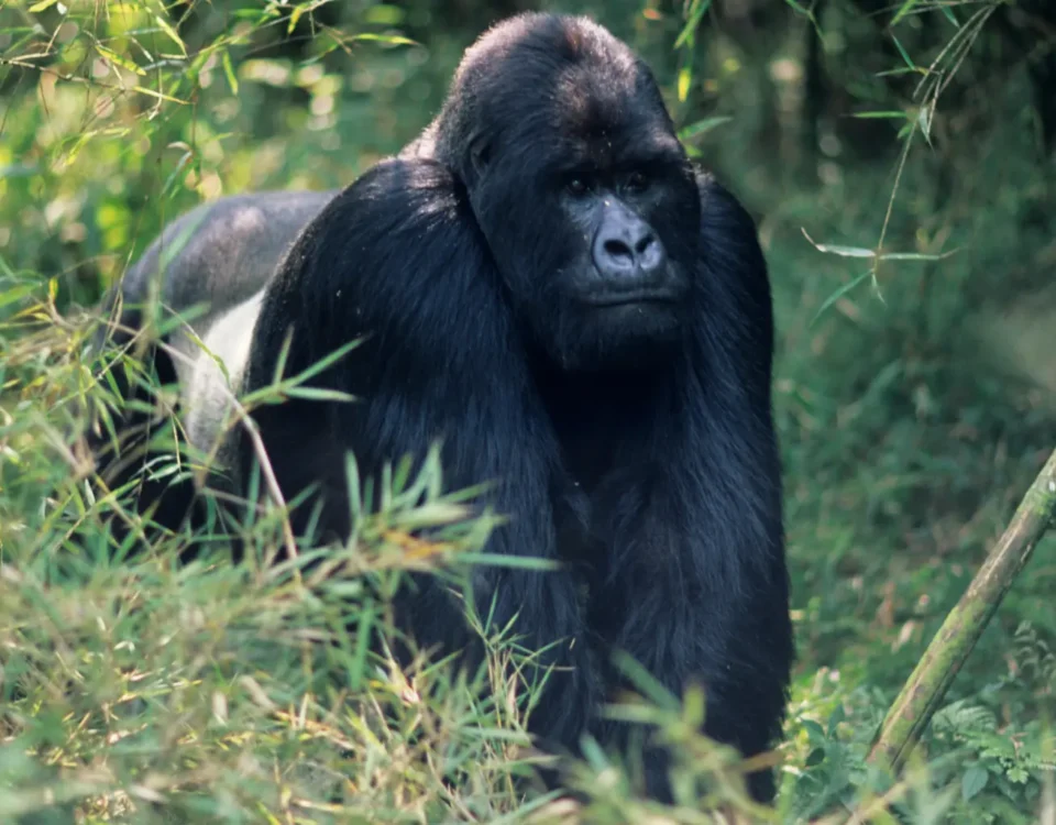 Are There Any Entry Fees for Uganda National Parks?