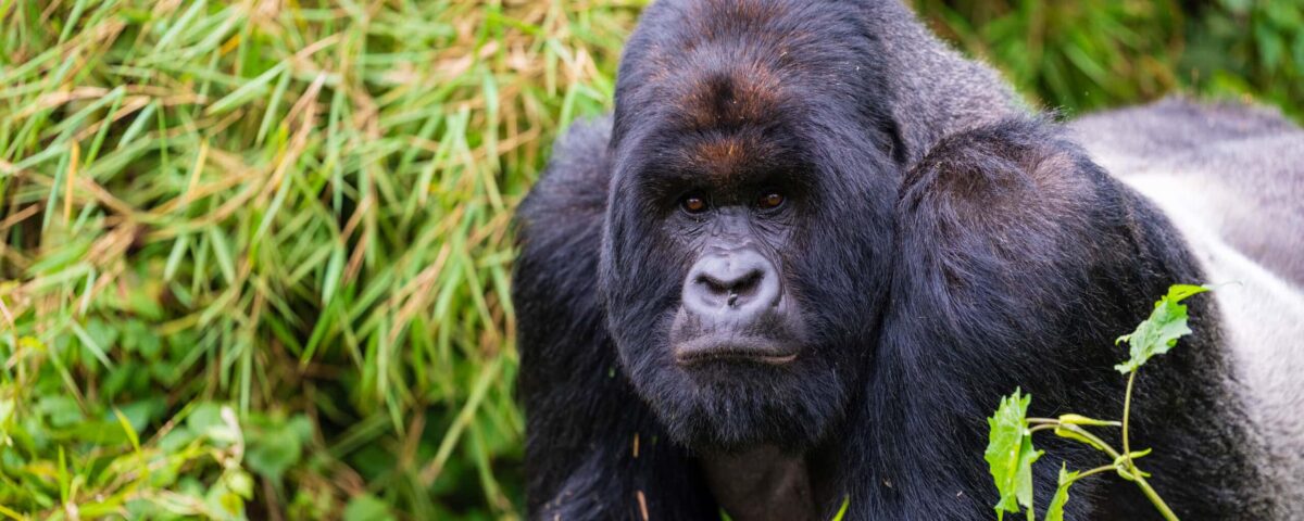 How Do I Book Gorilla Trekking in Rwanda?