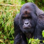 How Do I Book Gorilla Trekking in Rwanda?