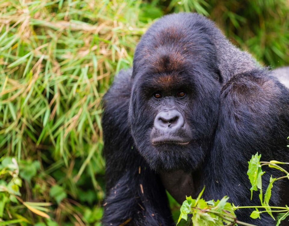 How Do I Book Gorilla Trekking in Rwanda?