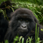 When Should I Go Gorilla Trekking in Rwanda? 