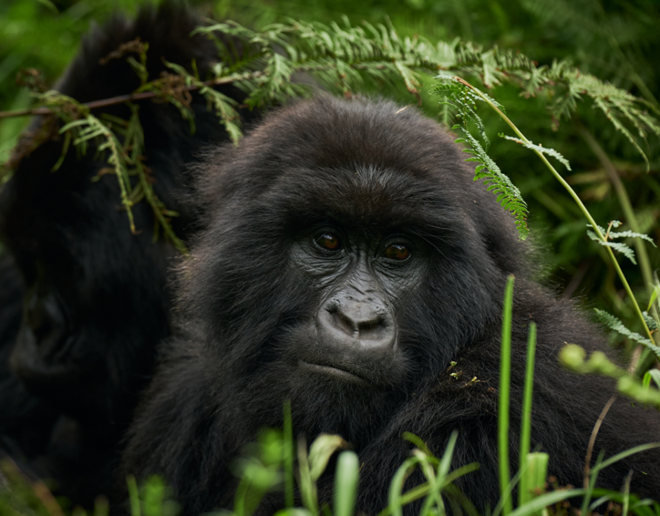 When Should I Go Gorilla Trekking in Rwanda? 