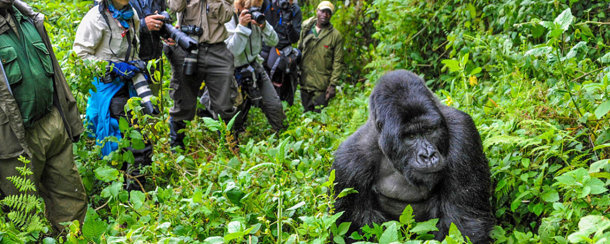 How Do I Book Gorilla Trekking in Rwanda?