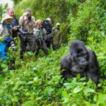 How Do I Book Gorilla Trekking in Rwanda?