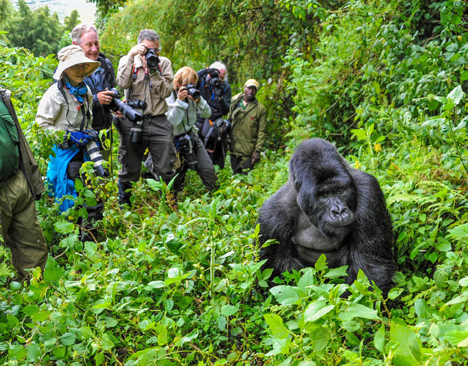 How Do I Book Gorilla Trekking in Rwanda?