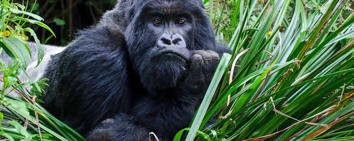 Is Gorilla Trekking in Rwanda Ethical?