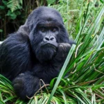 Is Gorilla Trekking in Rwanda Ethical?