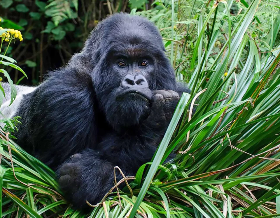 Is Gorilla Trekking in Rwanda Ethical?