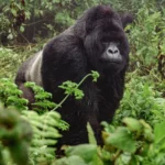 What Is the Cheapest Way to Go Gorilla Trekking?