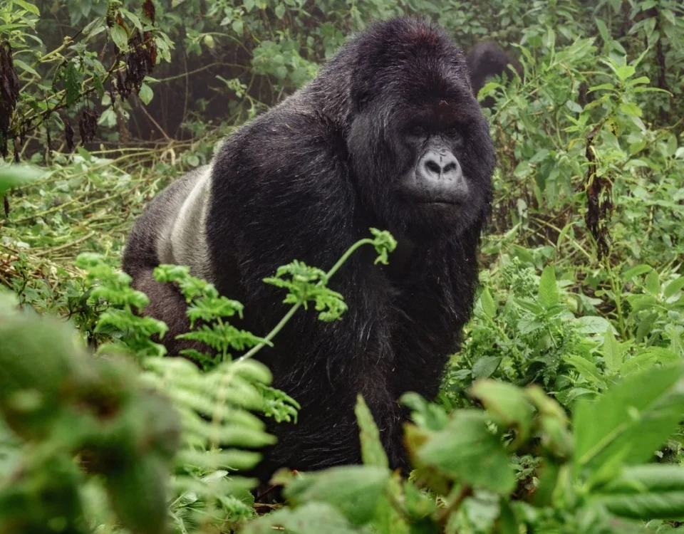 What Is the Cheapest Way to Go Gorilla Trekking?