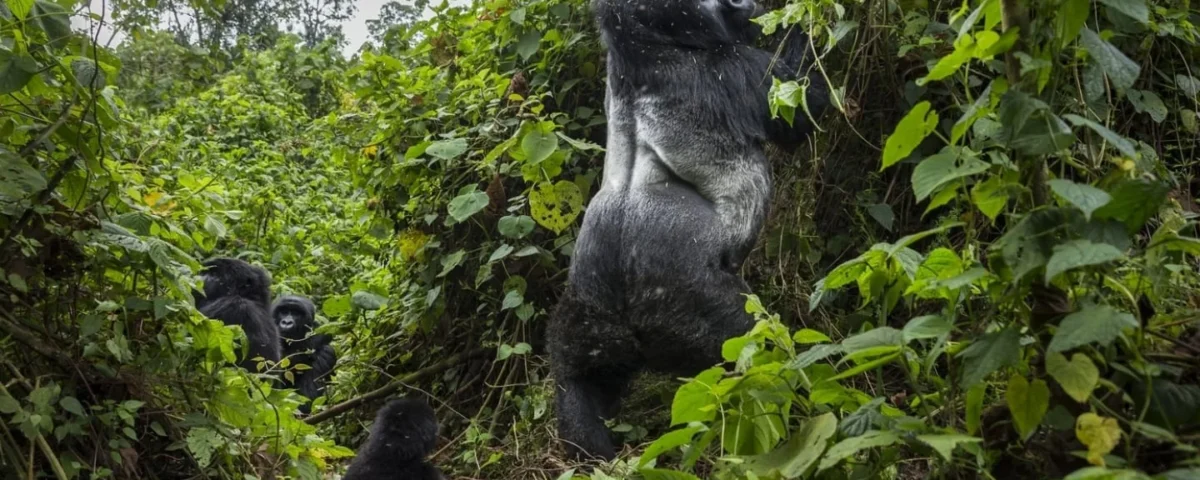 The Ultimate Guide to Where to See Gorillas in Africa