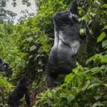 The Ultimate Guide to Where to See Gorillas in Africa