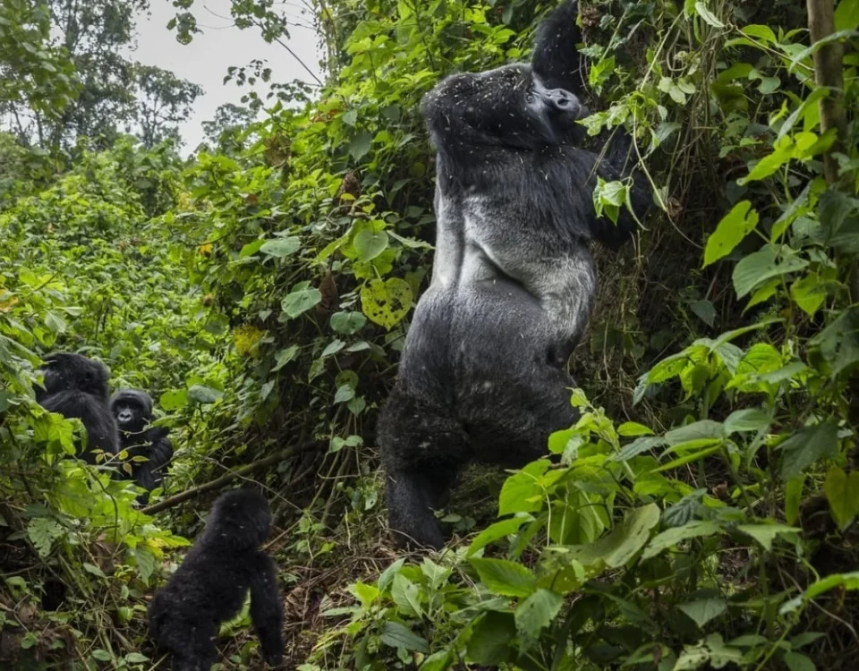 The Ultimate Guide to Where to See Gorillas in Africa