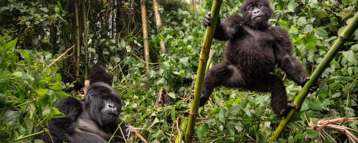 How Much Does It Cost to Go Gorilla Trekking in Rwanda?