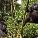 How Much Does It Cost to Go Gorilla Trekking in Rwanda?