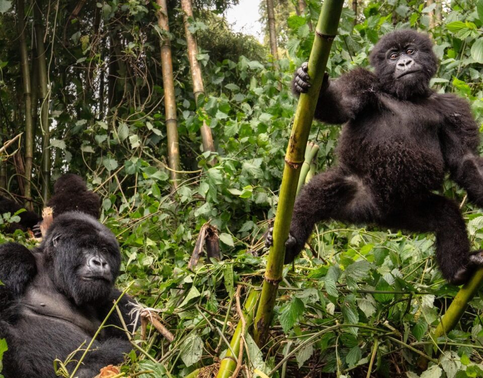 How Much Does It Cost to Go Gorilla Trekking in Rwanda?