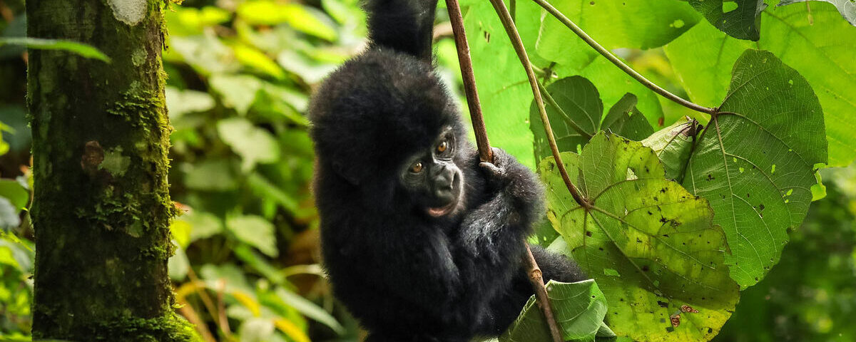 What’s the Minimum Age for Gorilla Trekking in Uganda?
