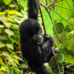 What’s the Minimum Age for Gorilla Trekking in Uganda?