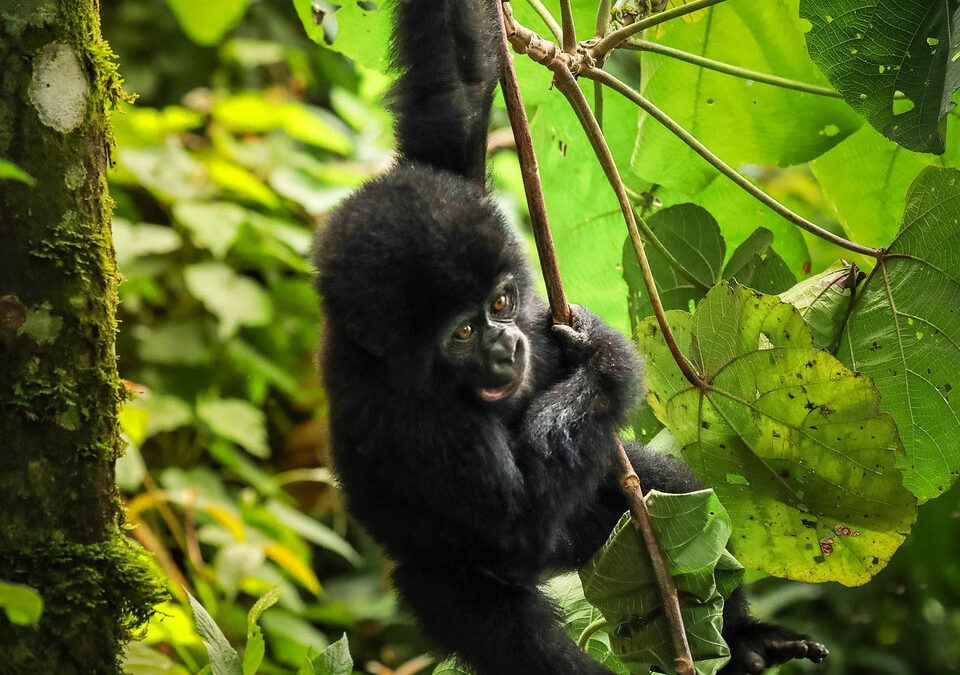 What’s the Minimum Age for Gorilla Trekking in Uganda?