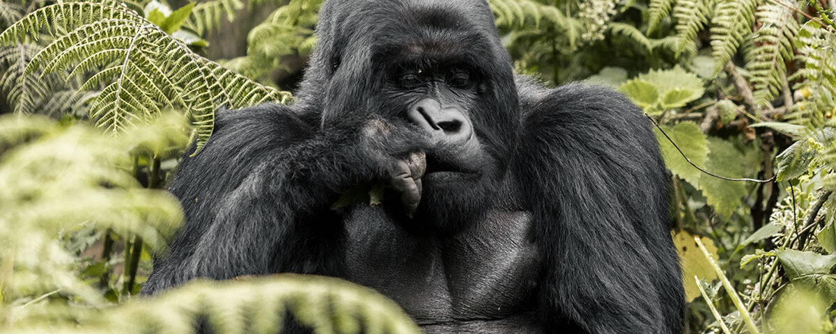 How Difficult Is Gorilla Trekking in Rwanda?