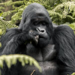 How Difficult Is Gorilla Trekking in Rwanda?