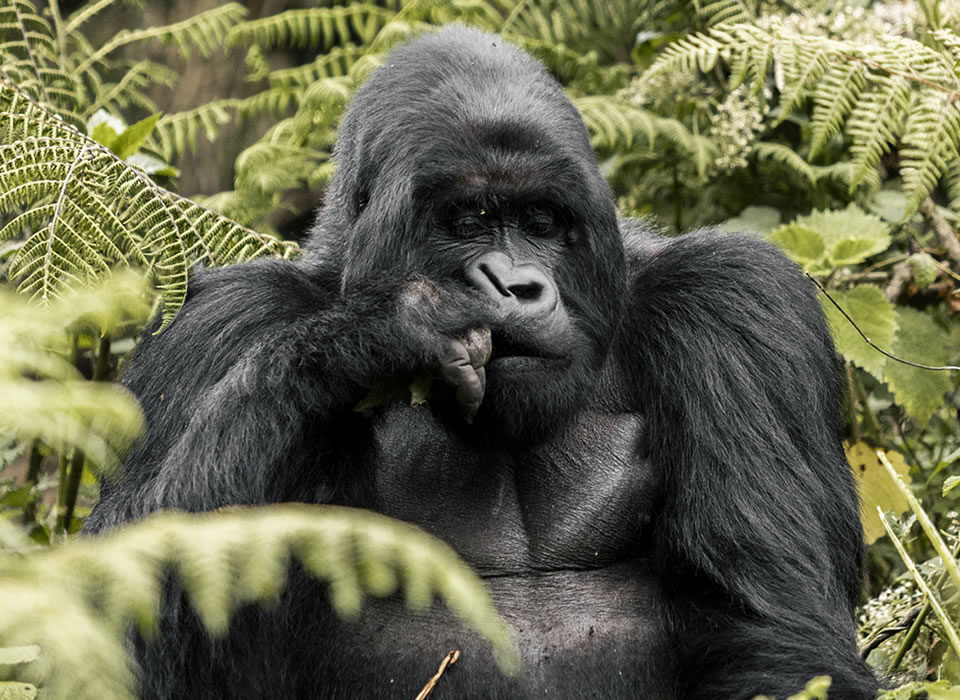 How Difficult Is Gorilla Trekking in Rwanda?