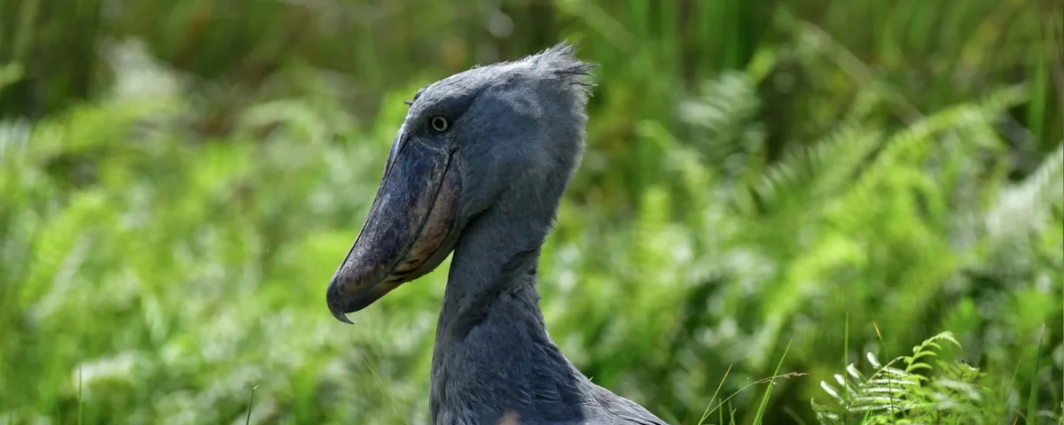 What’s the Best Time for Birdwatching in Uganda?