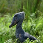 What’s the Best Time for Birdwatching in Uganda?